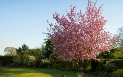 Dit kan niet ontbreken in je tuin!